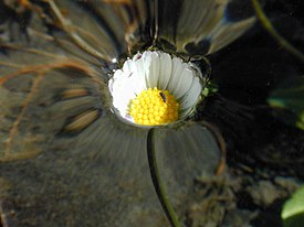 Bunga daisy. Bunga ini di bawah aras air, yang mana telah naik secara perlahan dan lembut. Oleh sebab itu permukaan ketegangan air menghalang air daripada masuk ke dalam bunga.
