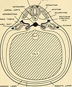 Embryology (1949) (20662846714).jpg