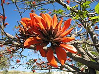 Erythrina caffra