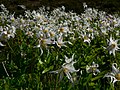 Erythronium montanum