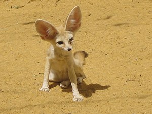 Fennec.