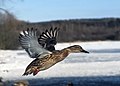 Image 6 Female mallard in mid-flight at Flying and gliding animals More selected pictures