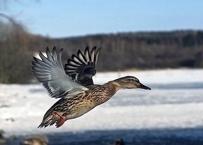 Female mallard in mid-flight at Flying and gliding animals, by Mcorrens