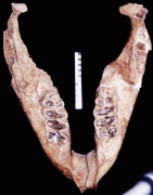 Fossil Cuvieronius mandible Toma3.gif