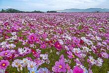 藤原宮跡（奈良県橿原市）のコスモス畑