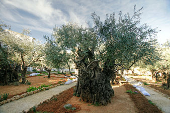 Olive, national tree, at Gethsemane