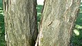Kentucky Coffee tree bark at DeSoto National Wildlife Refuge