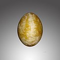 Huevo de Gypaetus barbatus aureus