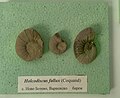 en:Holcodiscus fallax (Coquand) en:Barremian, Novo Botevo, Varna Province at the en:Sofia University "St. Kliment Ohridski" Museum of Paleontology and Historical Geology