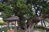 宝生院のシンパク（土庄町）