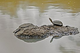 Indian pond terrapin @ Kabini.jpg