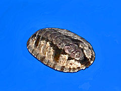 Ischnochiton smaragdinus (Ischnochitonidae)