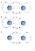 Multicellular lifecycle diagrams[g] Plants (A), Animals (B) and Fungi (C)