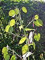 Silículas de Lunaria annua. Se observa el replum con las semillas adheridas.