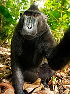 A "selfie" photograph taken by a crested black macaque