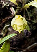 Masdevallia platyglossa