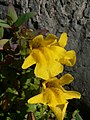 Mimulus tilingii