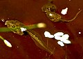 Three-week-old Ranoidea moorei tadpoles, backyard pond, Bayswater