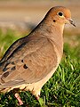 Mourning Dove