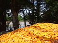 Yellow corn in An Phu