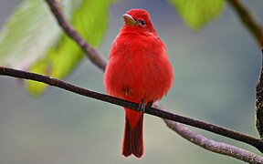 El cardenal veranero (Piranga rubra), común entre mediados de setiembre y mediados a fines de abril, en las bajuras de ambas vertientes. Fotografiado en Sarapiquí.