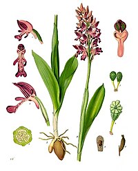 Orchis militaris L.