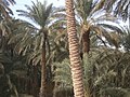أشجار النخيل في السعودية