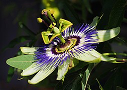 Passiflora caerulea (makro close-up)