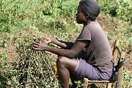 Harvesting peanuts by hand (Haiti, 2012)