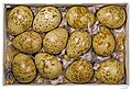 * Nomination Eggs of Red-legged Partridge --Archaeodontosaurus 14:50, 11 December 2011 (UTC) * Promotion Meets the criteria, imo.--MrPanyGoff 15:06, 11 December 2011 (UTC)