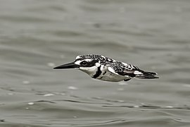 male C. r. rudis in flight Kazinga Channel, Uganda