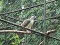 Philippine Eagle Center