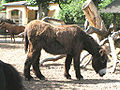 Poitouov magarac