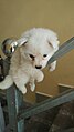 pup sitting on a staircase railing