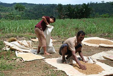 Rysboere oes in Java, Indonesië.