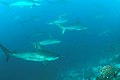 School of scalloped hammerheads, Wolf Island, Galapagos Islands