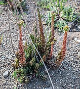 Sedum sediforme in Bages (1).jpg