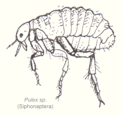 Pulex sp.