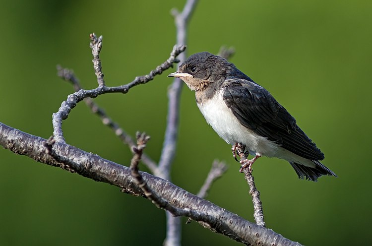 Синий соловей (Luscinia cyane) в парке Тэннодзи (Осака)