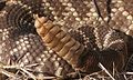 Погремушка змеи Crotalus oreganus