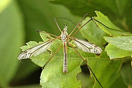 Tipula luna, самець