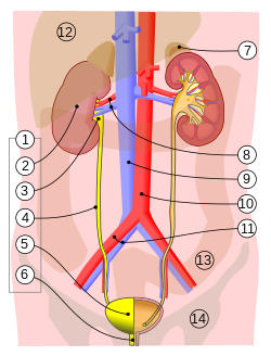 A kiválasztó szervrendszer (1) sematikus rajza: 2. vese, 3. vesemedence, 4. húgyvezeték, 5. húgyhólyag, 6. húgycső és a környező fontosabb szervek: 7. mellékvese, 8. veseartéria és -véna, 9. vena cava inferior, 10. aorta, 11. közös csípőverőér, 12. máj, 13. vastagbél, 14. medencecsont.