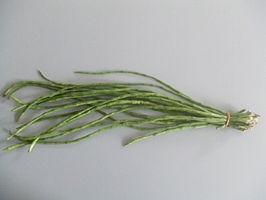 Kousenband (plant)