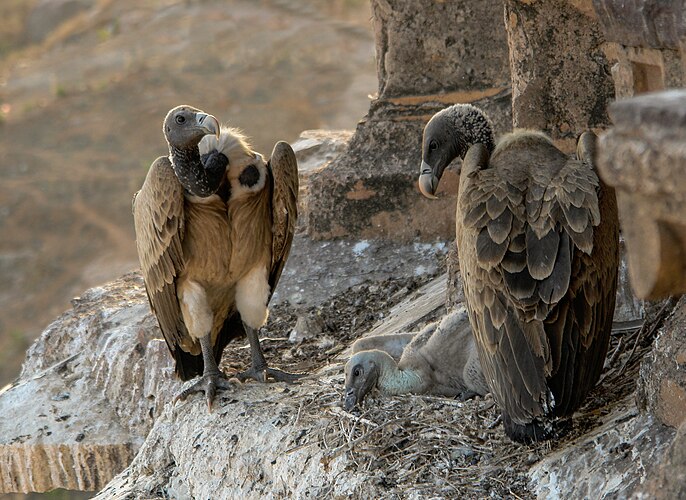 Пара индийских сипов (Gyps indicus) возле гнезда с птенцом. Орчха, Мадхья-Прадеш, Индия