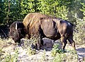 Wood Buffalo NP, Alberta