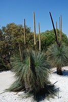 Australische "grasboom" Xanthorrhoea glauca