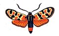 Zygaena fausta