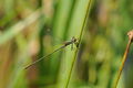 * Nomination Lestes viridis --ComputerHotline 08:17, 14 August 2010 (UTC) * Promotion Good focus and dof. --Quartl 08:40, 14 August 2010 (UTC)