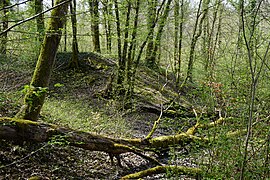 Bosque de Gémonval