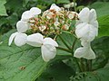 Viburnum opulus